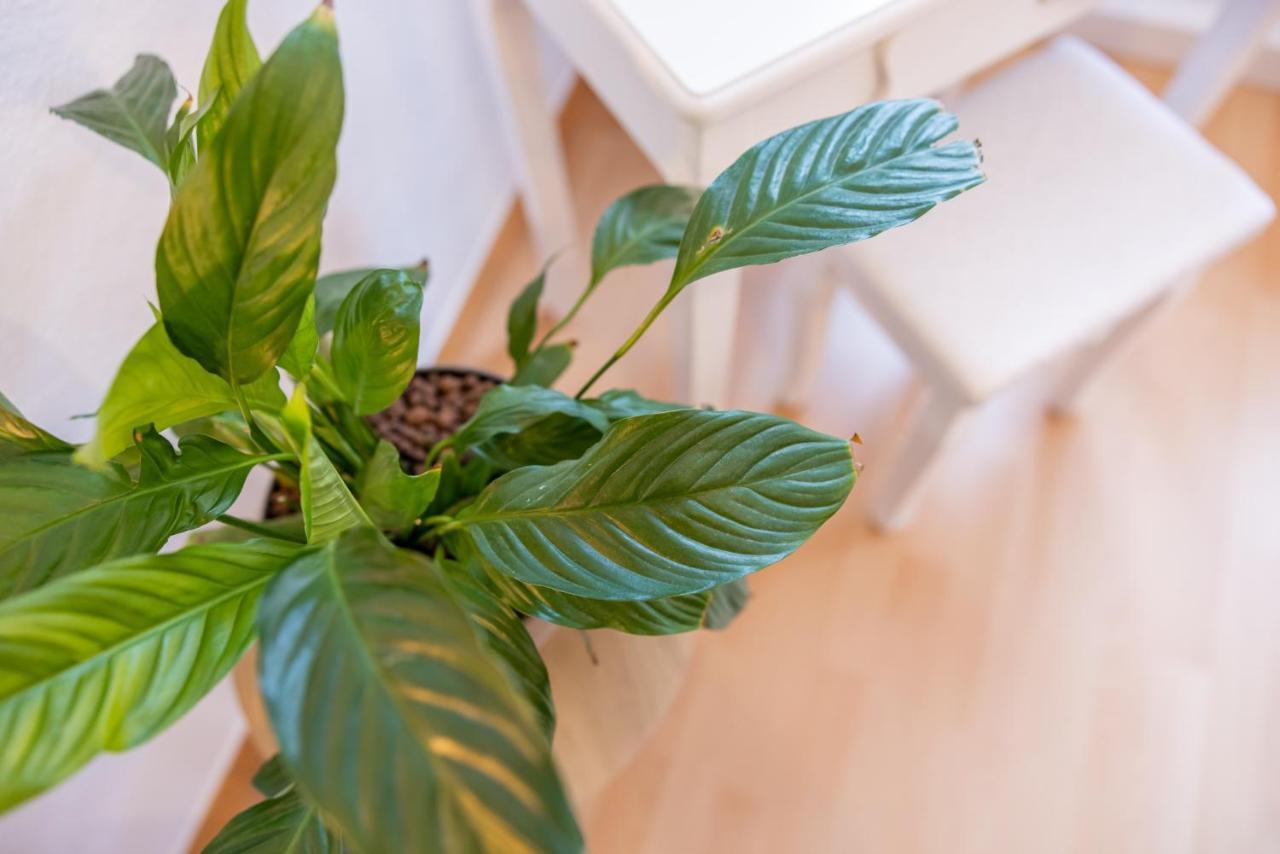 Fynbos Apartments In Der Altstadt, Frauenkirche, Historisch, Parkplatz Meißen 외부 사진